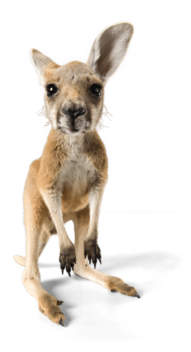 Growstudy | Canguro australiano